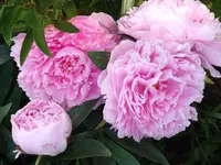 DSCF0458.webp