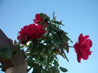 DSCF0460.webp