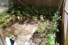 gewaechshaus_mit_tomaten.webp