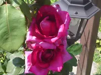 Juni 2011 109.webp
