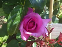 Juni 2011 111.webp