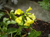 P2280549.webp