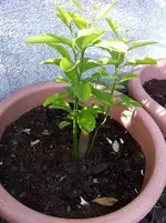 citrus meine 004.webp