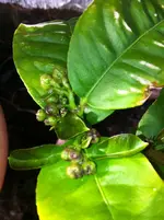 citrus meine 017.webp