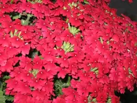IMG_0854.webp