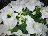 IMG_0855.webp