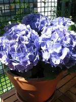 IMG_0944.webp