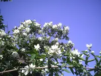 PIC01042.webp