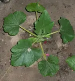 zucchini.webp
