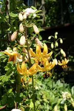 DSC05381.jpg