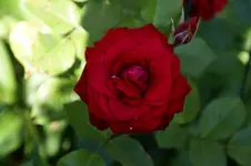 DSC05379.webp