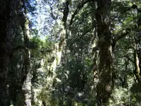 Regenwald v.webp Regenwald v.webp