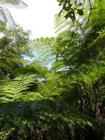 Regenwald v (1).webp Regenwald v (1).webp