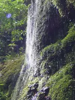 Regenwald v (2).webp Regenwald v (2).webp
