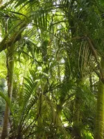 Regenwald v (3).webp Regenwald v (3).webp
