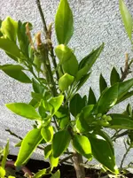 citrus meine 012.webp
