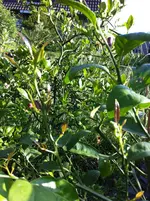 citrus meine 026.webp