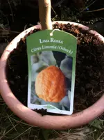 citrus meine 027.webp
