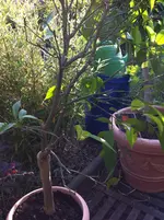 citrus meine 023.webp