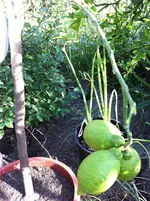 citrus meine 030.webp