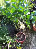 citrus meine 032.webp
