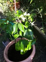 citrus meine 036.webp