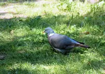 P6020118 Taube.webp