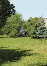 P6020121 Taube Abflug.webp