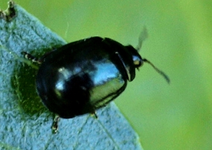 P6040420 Blattkäfer.webp