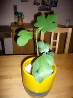 P1110248.webp