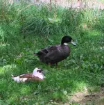 tn_Copy of IMG_2580v.webp