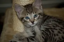 234.webp