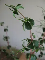 bild2.webp