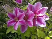 k-180520111488.webp