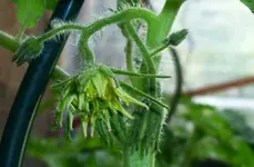 20110605_8317.webp