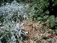 für gartenforum.webp