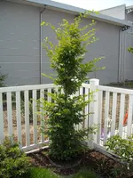 2011-06-05_Hainbuche.webp