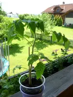 Minibel_05062011.webp