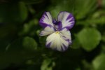 Viola 'Rebecca'.jpg