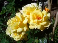 CIMG6595.webp