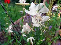 CIMG6627.webp