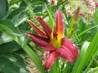 IMG_mary red  satin bird_1067x800.webp