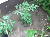 regen_I.webp