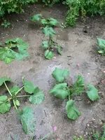 regen_II.webp