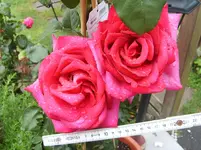 Rosen Juni 2011 085.webp