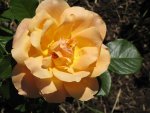 IMG_8273 Abraham Darby_Austin.jpg