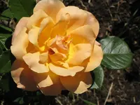IMG_8273 Abraham Darby_Austin.webp