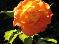 IMG_8248 Westerland.webp