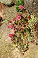 blühende Wurz_kleiner.webp