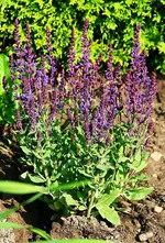 Ziersalbei_kleiner.webp